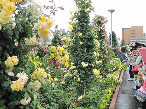 バラ園に、近隣住民や代理店など４７７４人が来園した