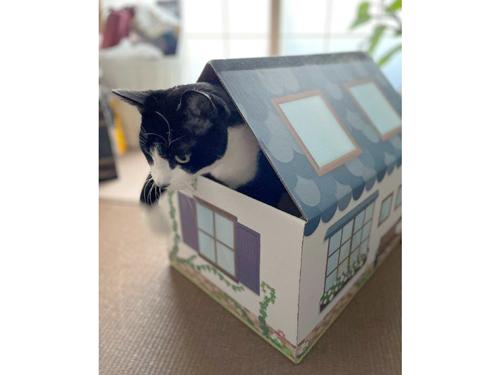 アースダンボールの段ボールを組み立てれば猫の家に
