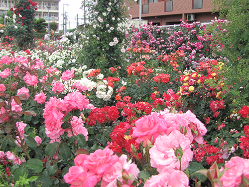 約３２０品種、約５５００本が植えられたバラ園