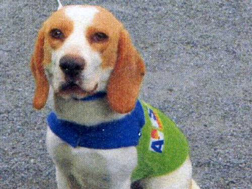 日本初のトコジラミ探索犬「サムソン」