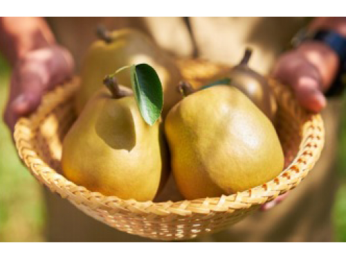 第１弾商品の山形・上山産のラ・フランス