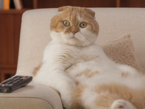 ネコがくつろぐイメージCMを放映