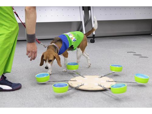 シロアリ探知犬によるデモンストレーションの様子