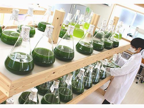 サラヴィオ化粧品は温泉藻類を研究している