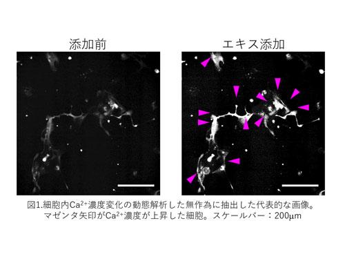 エキス添加の映像（写真左は添加前）