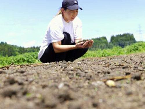 ニンニクを栽培している様子