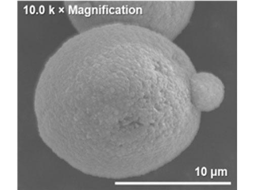 真珠貝から新たな多機能原料「真珠パウダー」を開発