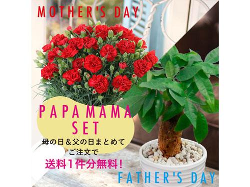 第一園芸の「パパママセット」