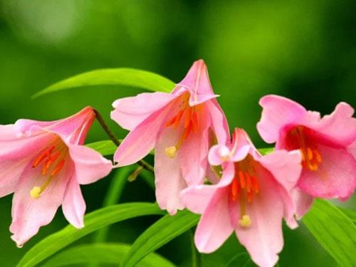 「オトメユリ」