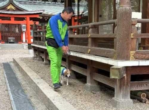 シロアリ探知犬による生息調査の様子