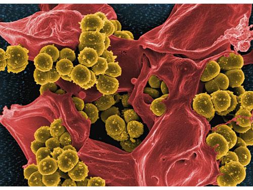 ※乳酸菌のイメージ