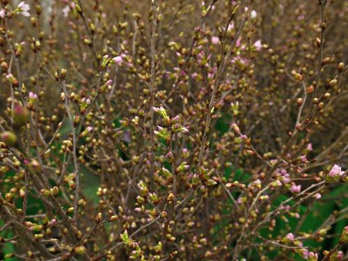 サクラはつぼみの状態で発送