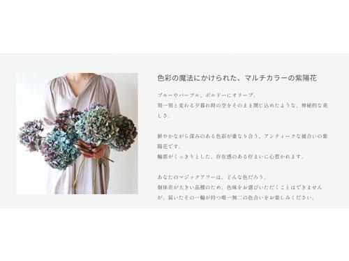 「マジックアワーに染まる紫陽花」の販売ページ